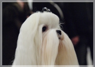 GISELLE Magic Maltese